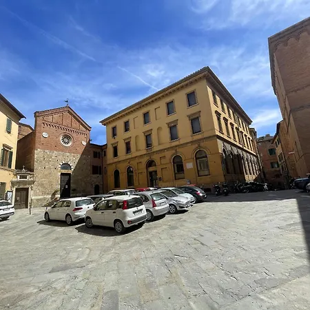 Mimosa * Siena